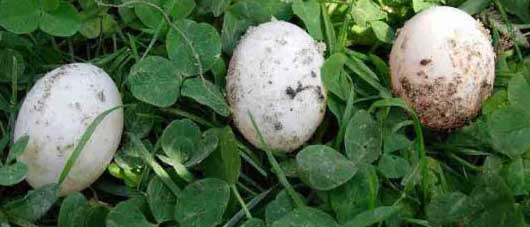 oua de Testudo horsfieldii